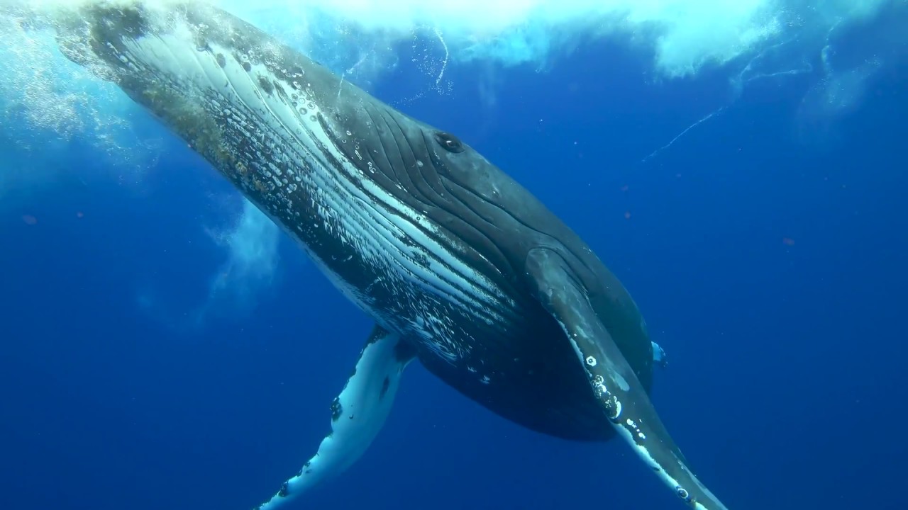 blue whale image
